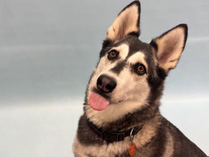 Panda, a Adoptable mixed breed in Woodbury, MN image 1/2