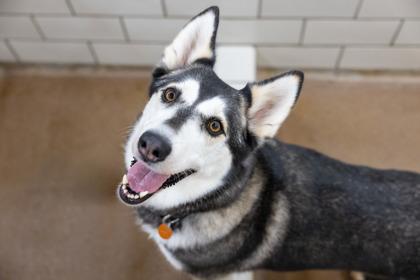 Panda, a Adoptable mixed breed in Woodbury, MN image 2/2