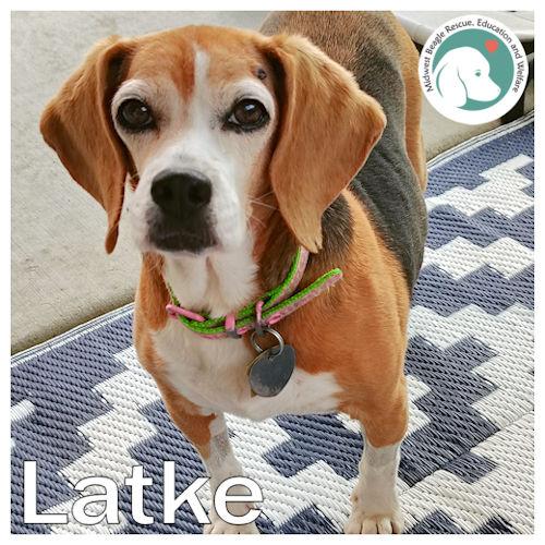 Latke, ADOPTABLE, Senior Female Beagle.