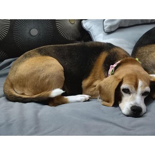 Latke, a ADOPTABLE Beagle in Wadsworth, IL image 3/3
