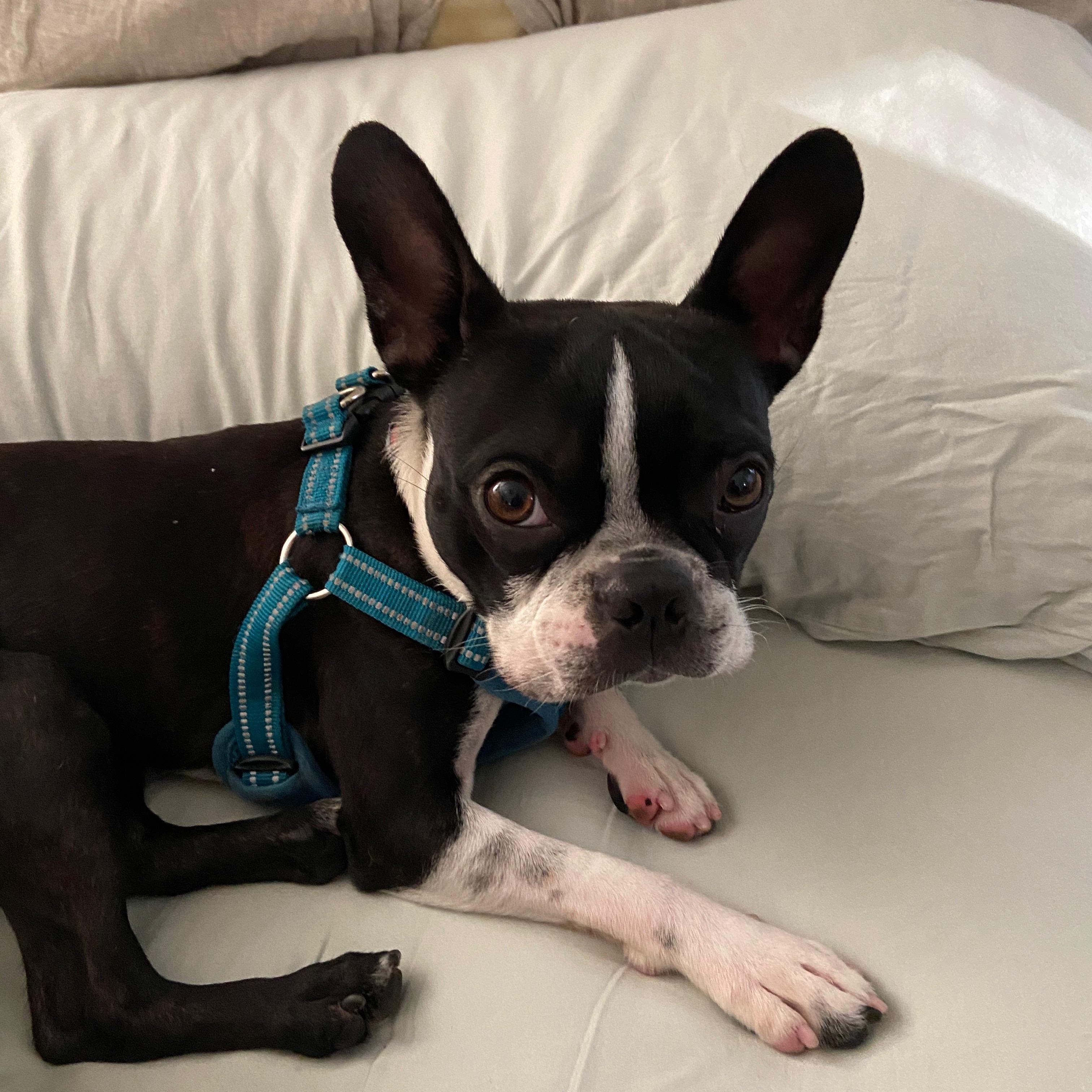 Rico, adopted, Young Male Boston Terrier.