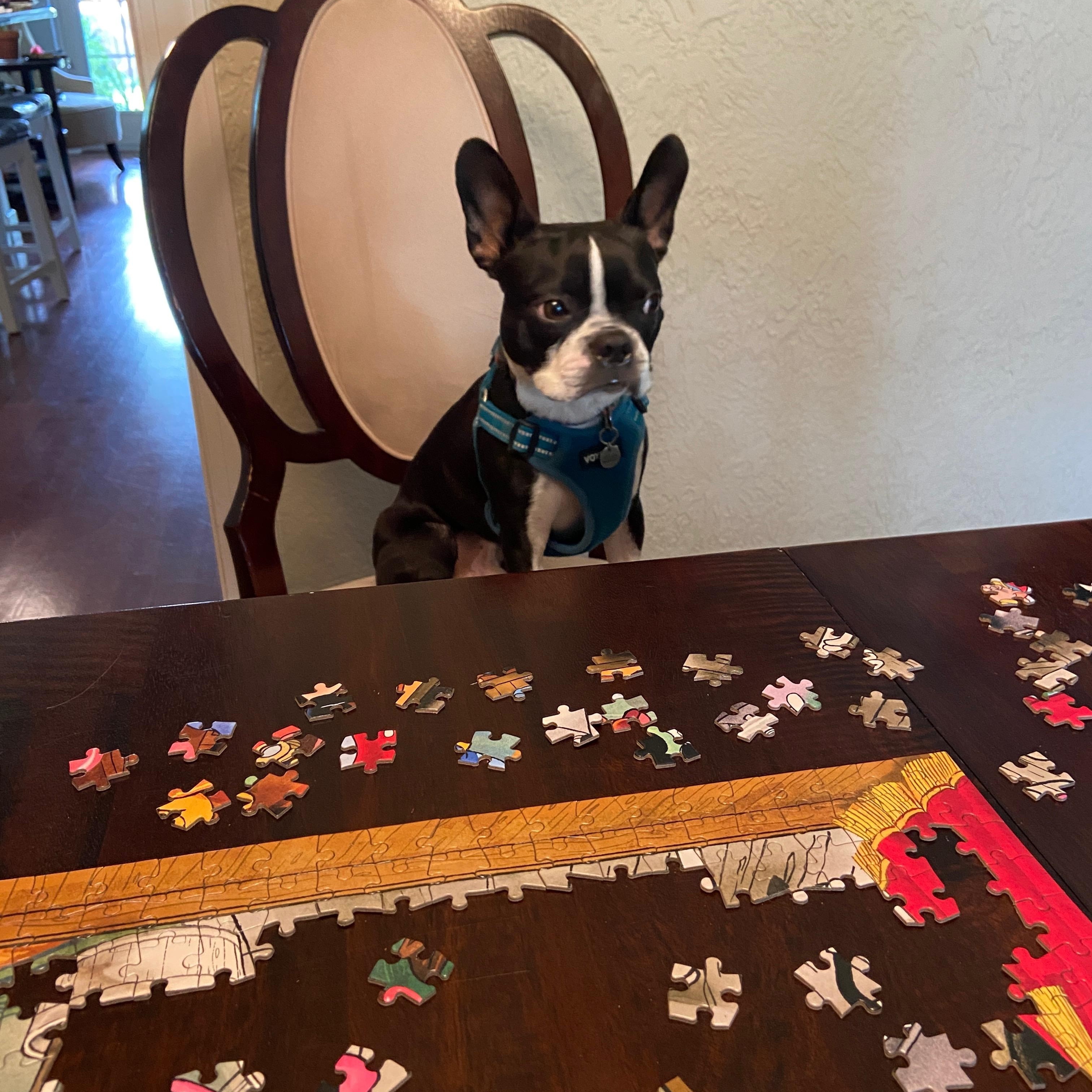 Enlarge Rico, an adopted Boston Terrier in Lake Mary, FL image 3/6