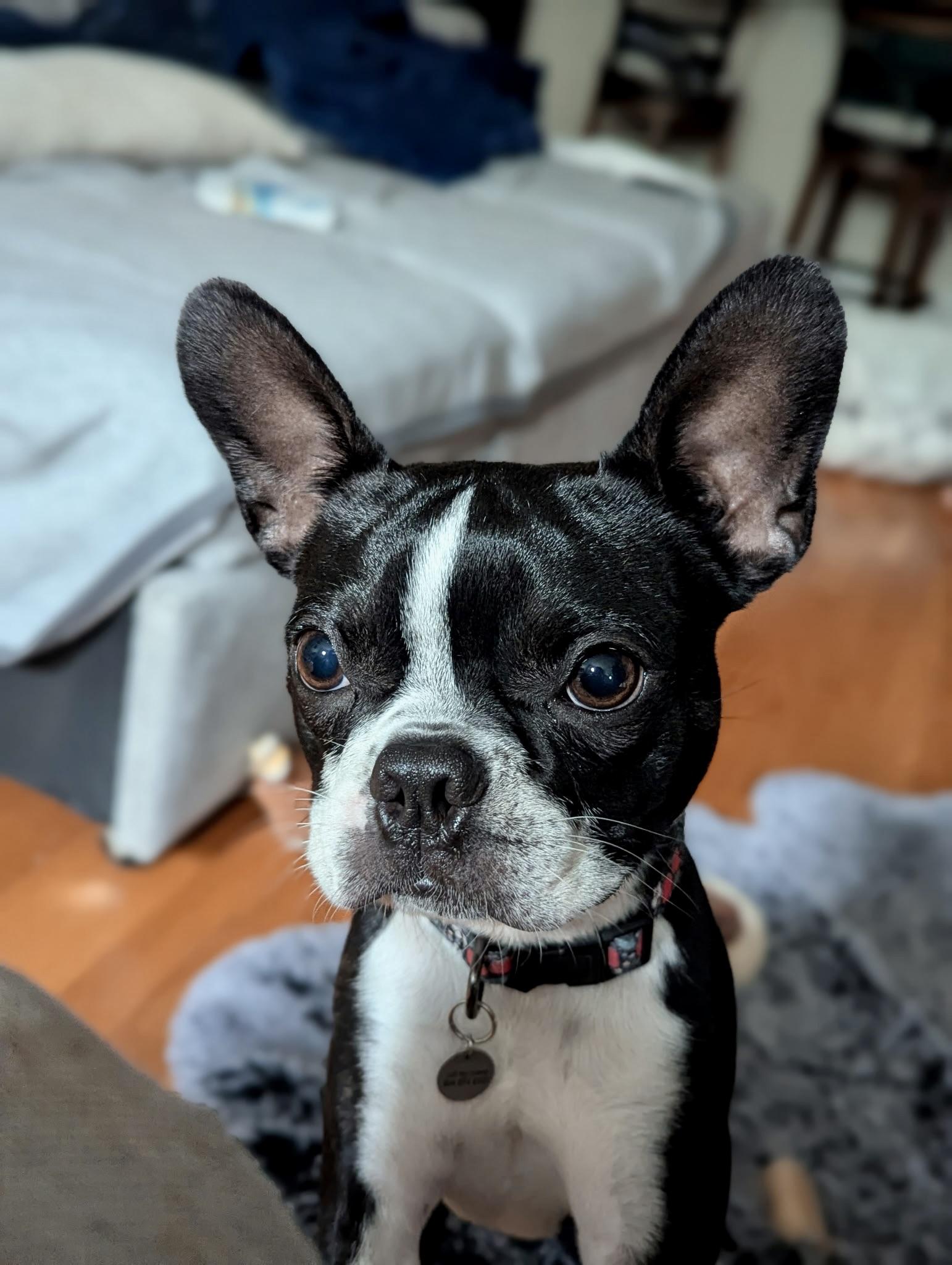 Enlarge Rico, an adopted Boston Terrier in Lake Mary, FL image 4/6
