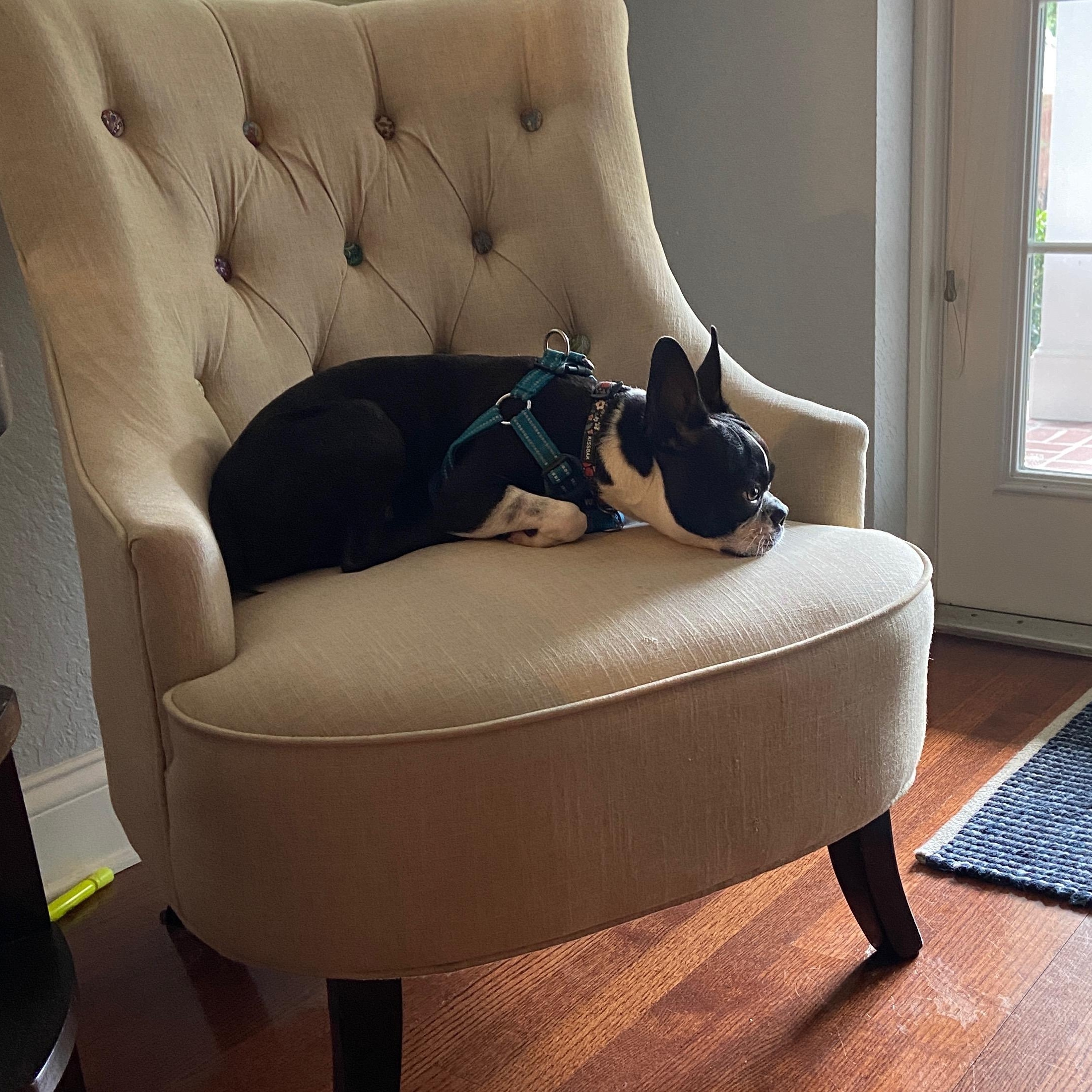 Enlarge Rico, an adopted Boston Terrier in Lake Mary, FL image 2/6