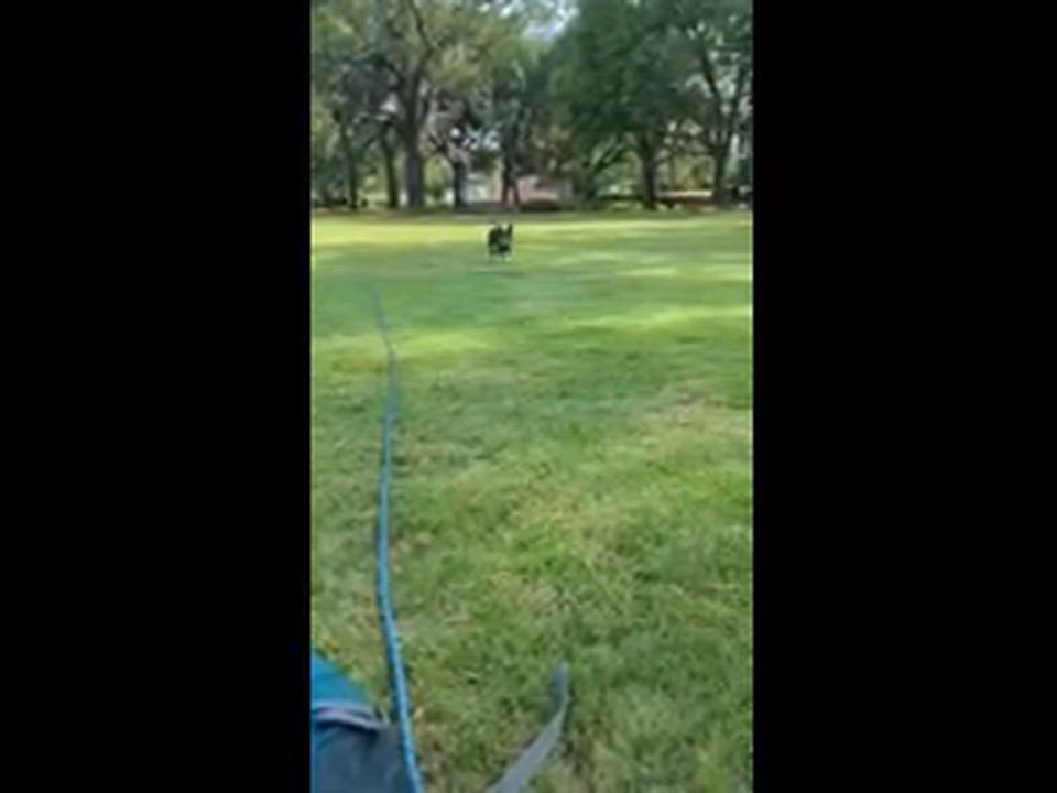 Enlarge Rico, an adopted Boston Terrier in Lake Mary, FL video 6/6