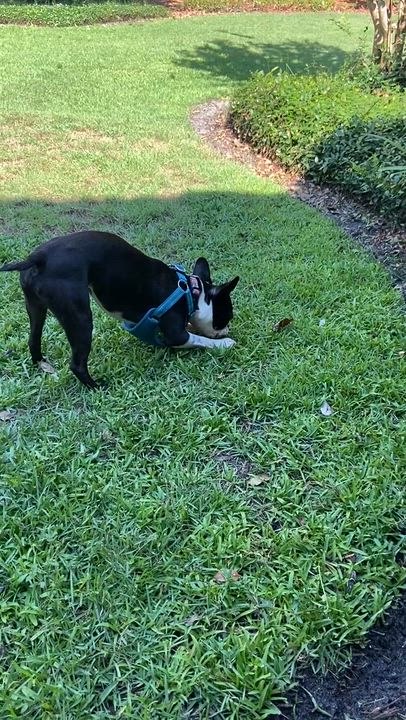 Enlarge Rico, an adopted Boston Terrier in Lake Mary, FL video 5/6
