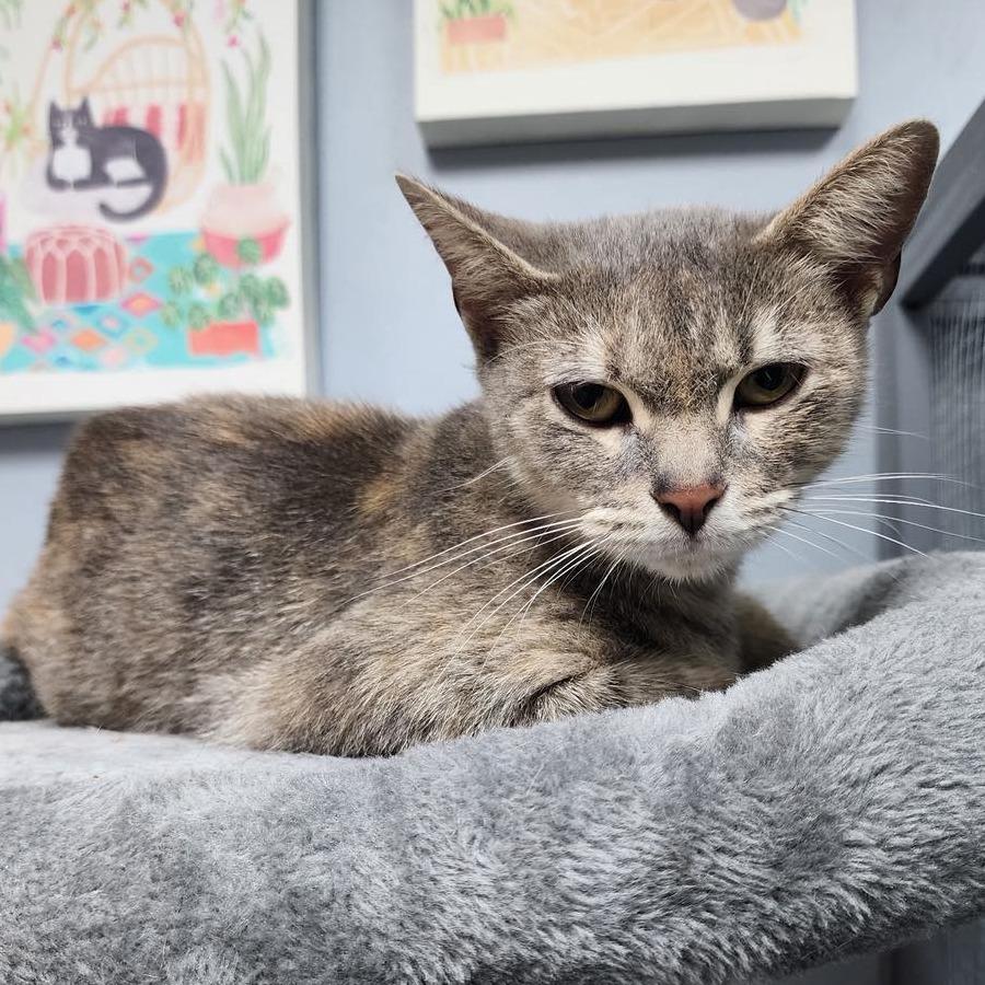 Francesca Bridgerten, Adoptable, Adult Female Domestic Short Hair.