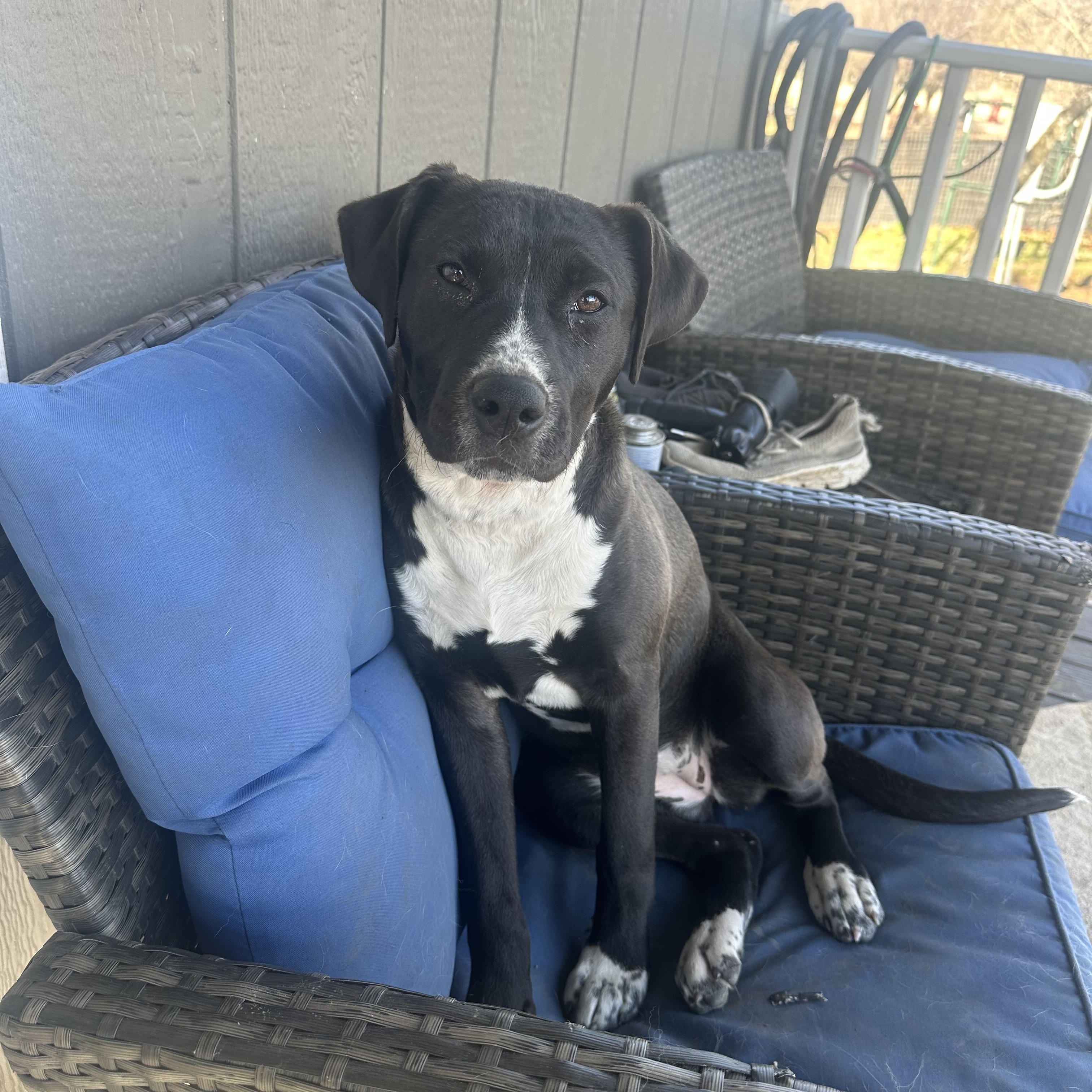 Betty Boop, a Adoptable mixed breed in Cincinnati, OH image 4/6