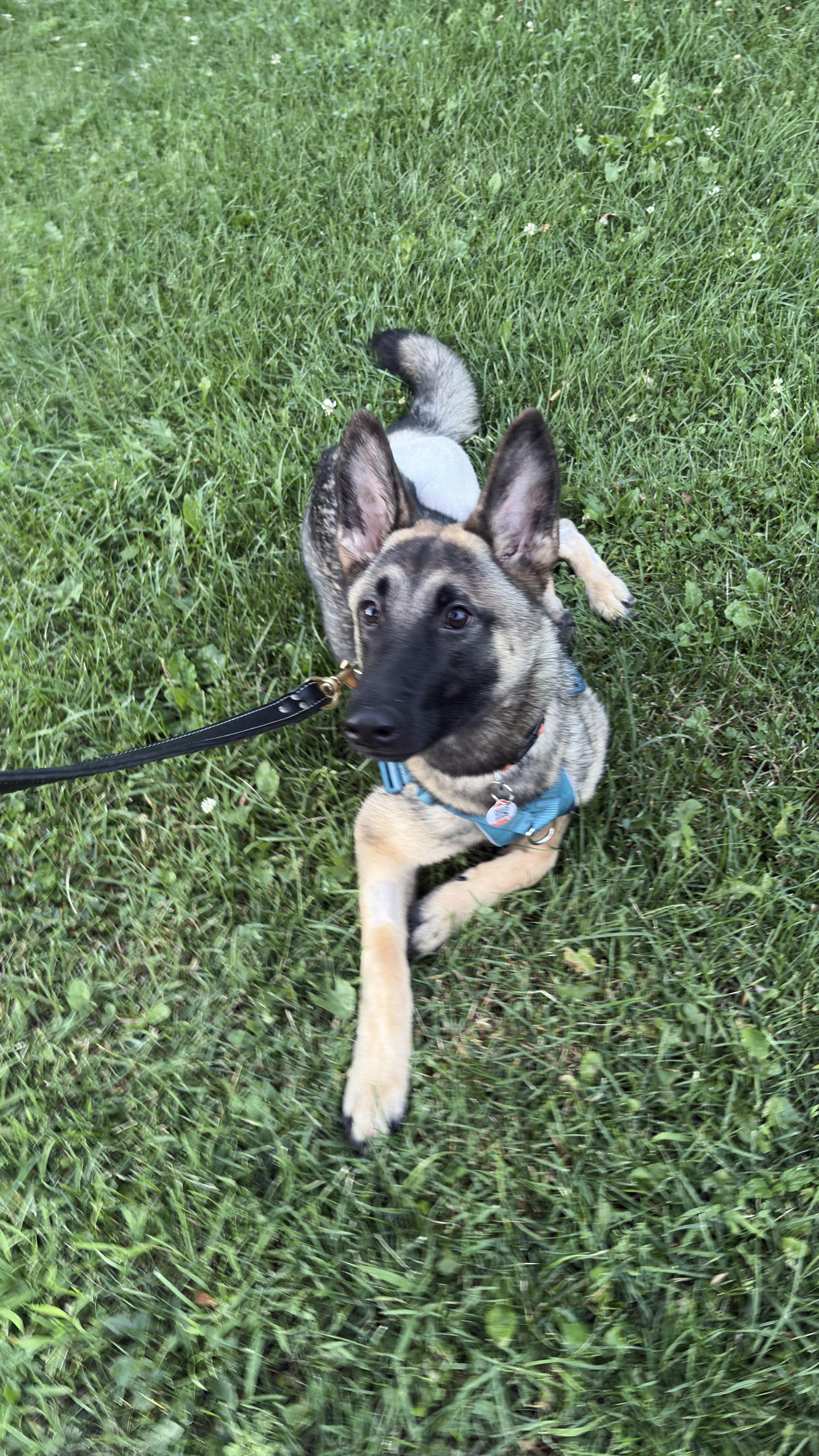 Rosa, an adopted Belgian Shepherd / Malinois in Anjou, QC image 2/2