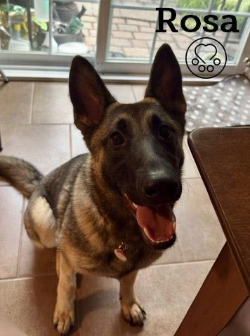 Rosa, adopted, Young Female Belgian Shepherd / Malinois.