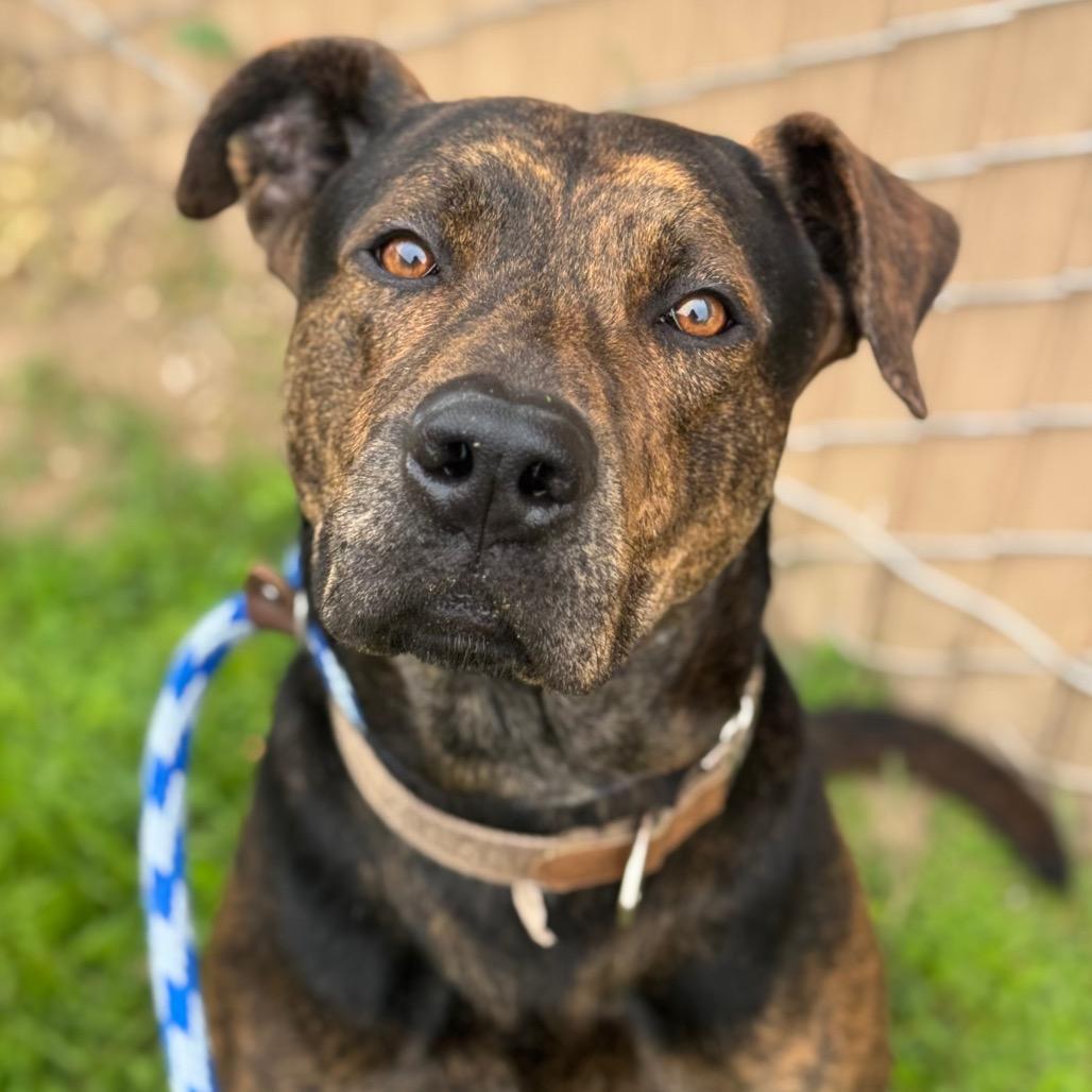 Enlarge Cola, a Adoptable mixed breed in Santa Barbara, CA image 1/6