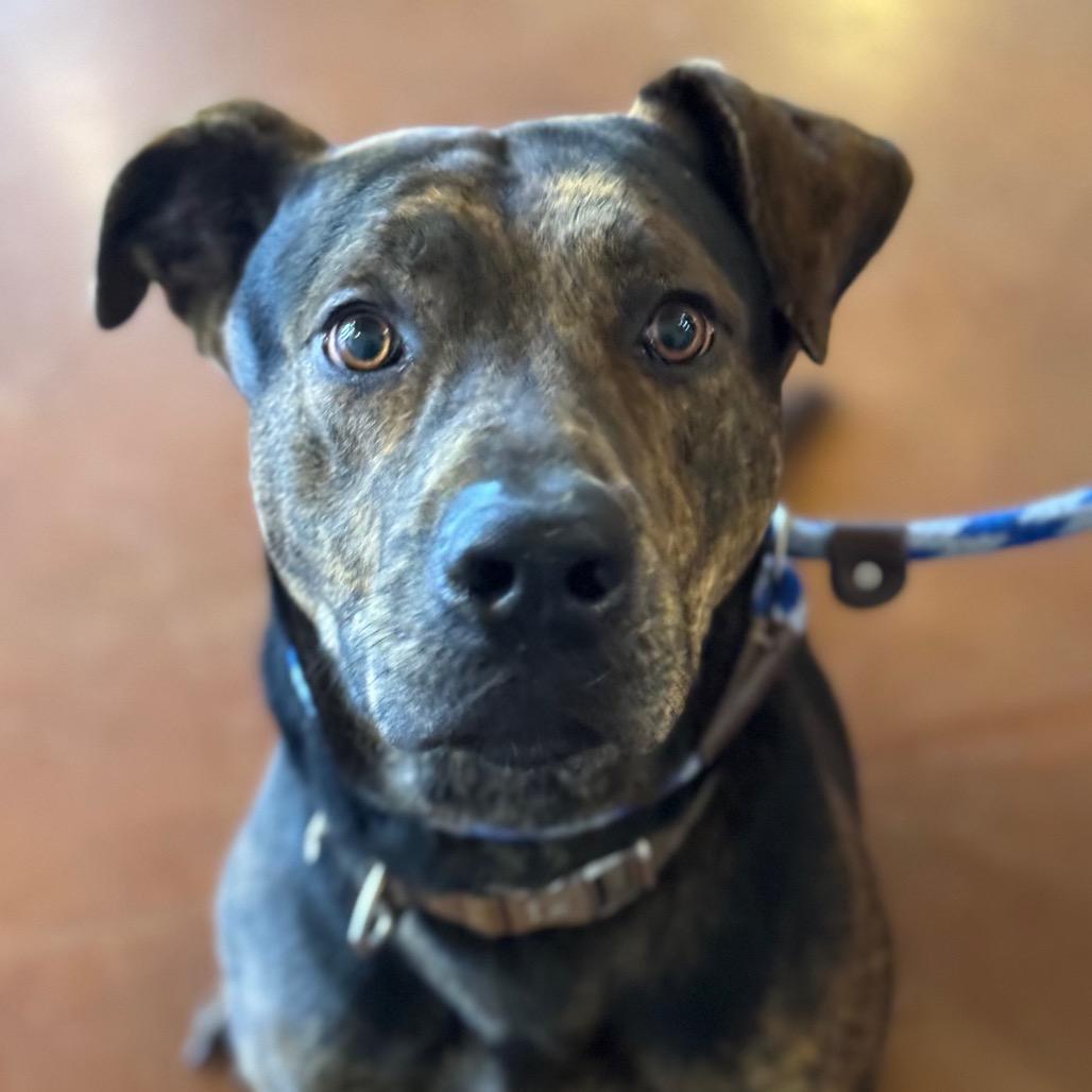 Enlarge Cola, a Adoptable mixed breed in Santa Barbara, CA image 2/6