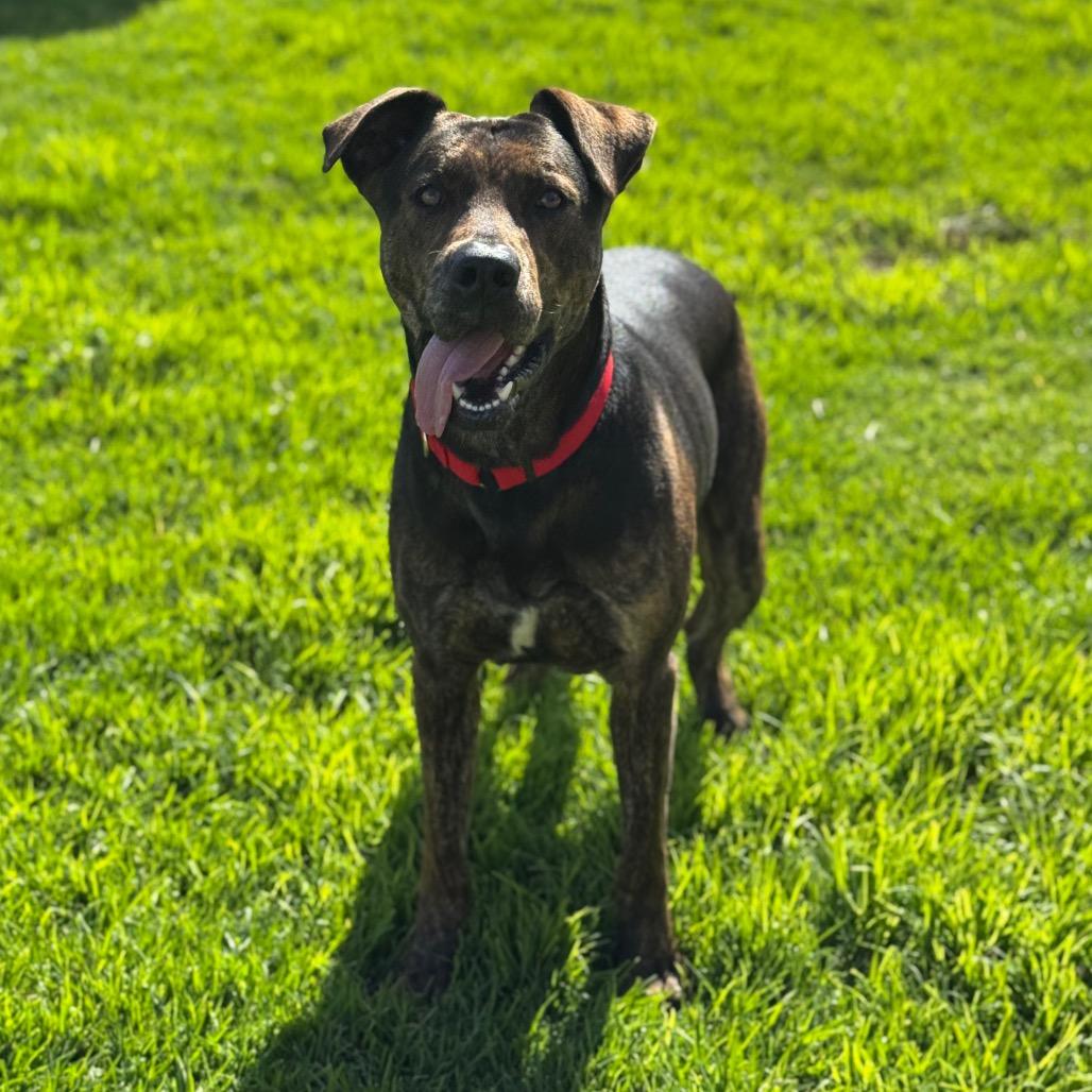 Enlarge Cola, a Adoptable mixed breed in Santa Barbara, CA image 3/6