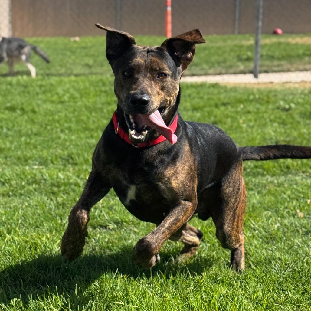Enlarge Cola, a Adoptable mixed breed in Santa Barbara, CA image 4/6