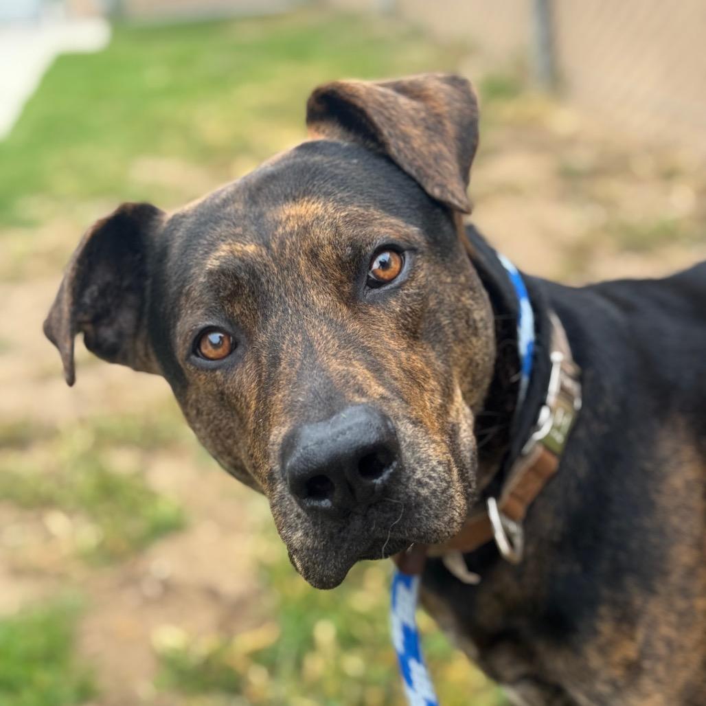 Enlarge Cola, a Adoptable mixed breed in Santa Barbara, CA image 5/6