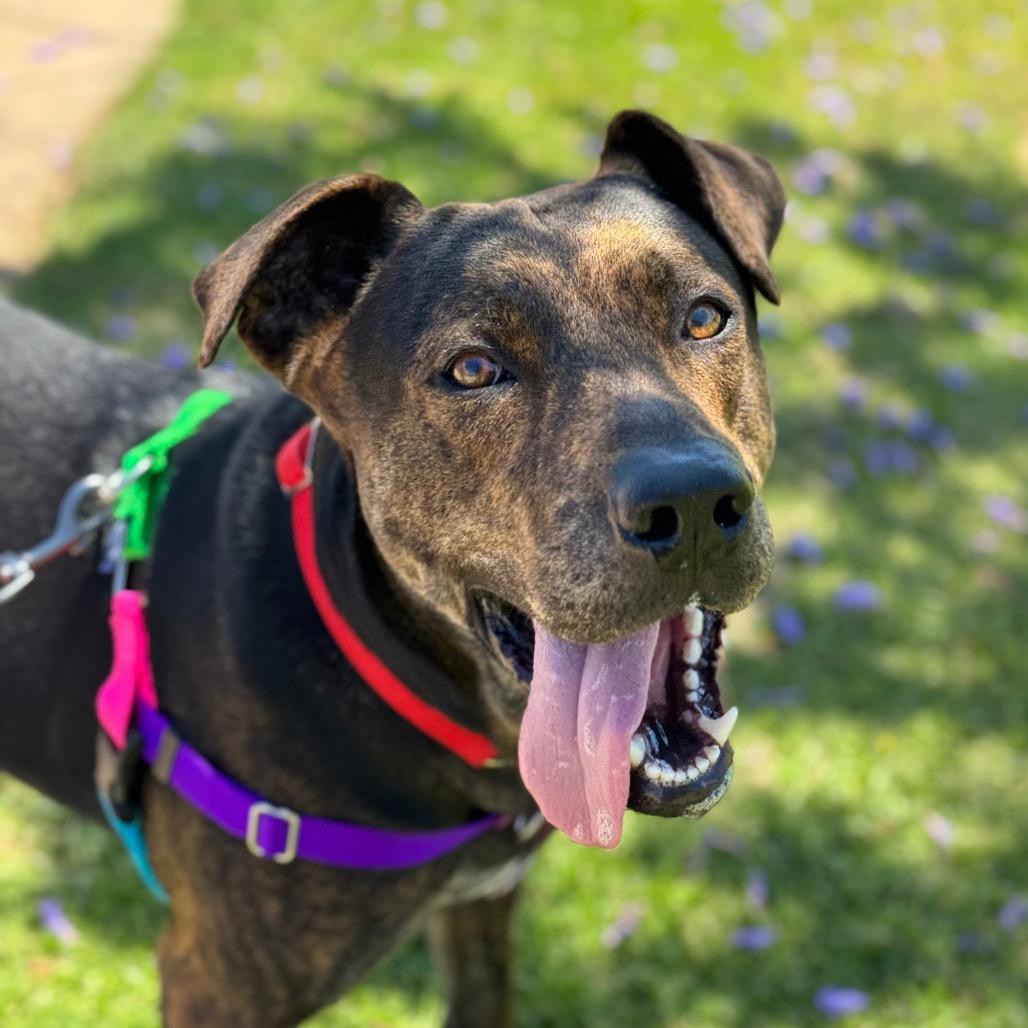 Enlarge Cola, a Adoptable mixed breed in Santa Barbara, CA image 6/6