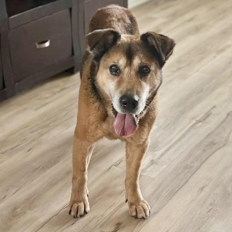 Buddy, Adoptable, Senior Male German Shepherd Dog.