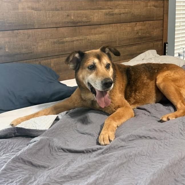 Buddy, a Adoptable German Shepherd Dog in Conroe, TX image 3/4