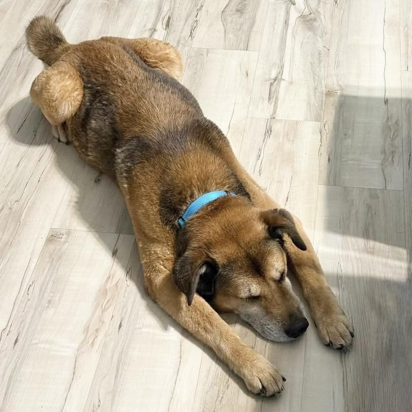 Buddy, a Adoptable German Shepherd Dog in Conroe, TX image 4/4