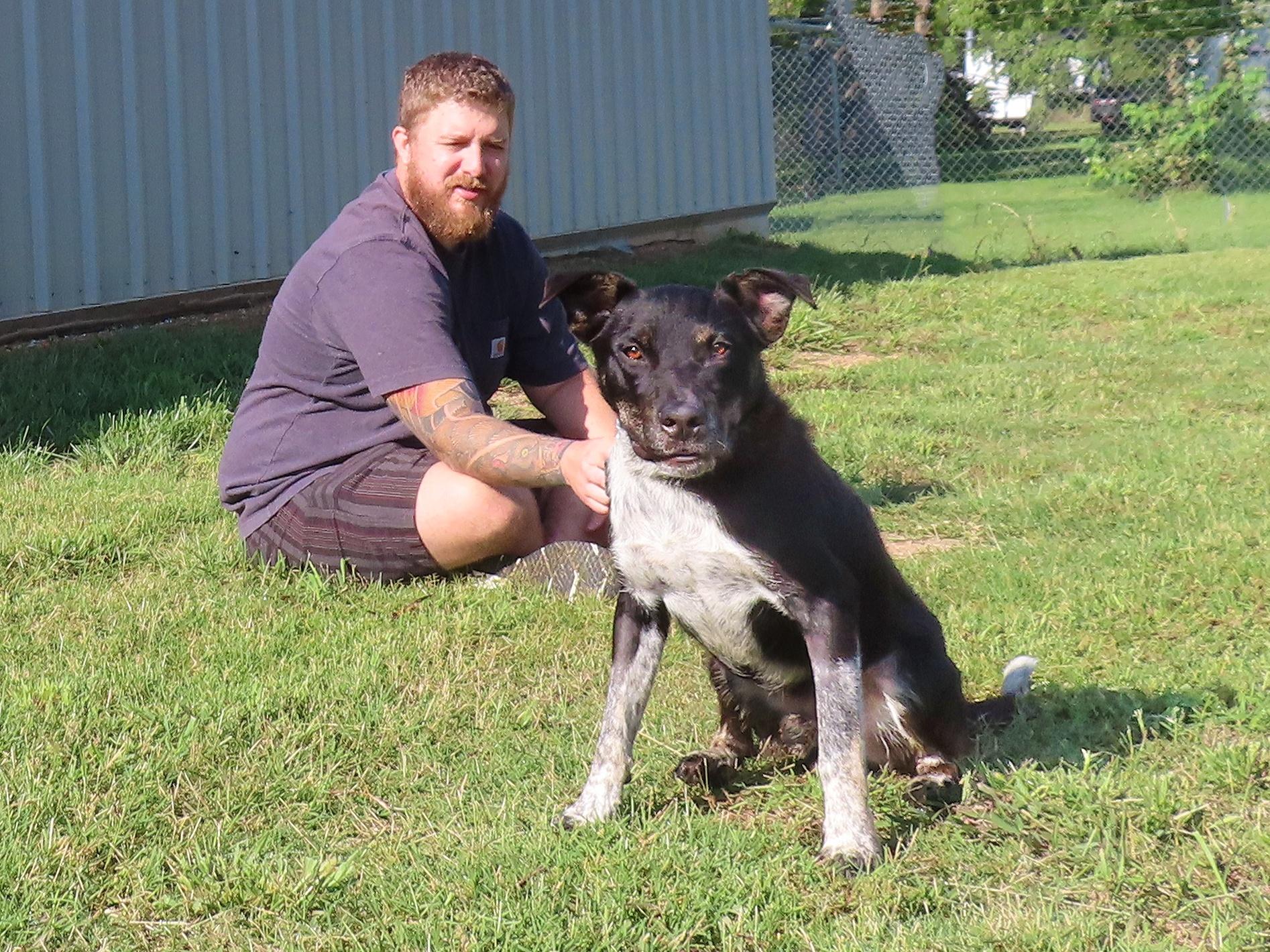 Sundance Kid 25C-221A, Adoptable, Young Male Australian Cattle Dog / Blue Heeler & Border Collie.
