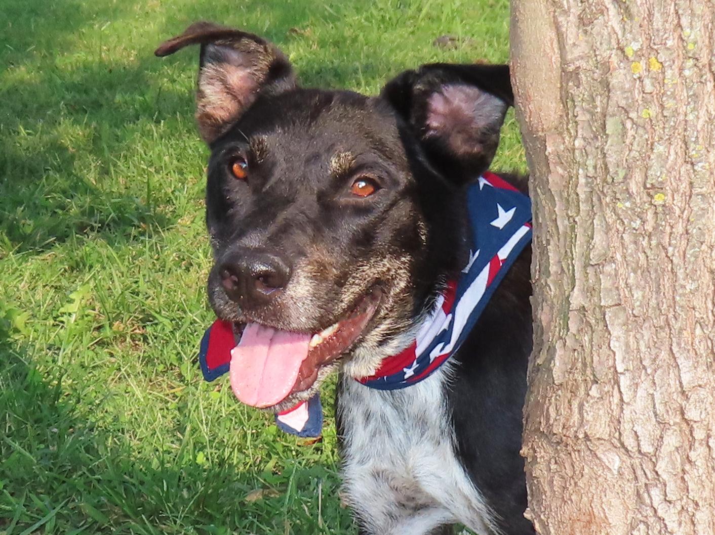Sundance Kid  25C-221A, Adoptable, Young Male Australian Cattle Dog / Blue Heeler & Border Collie.