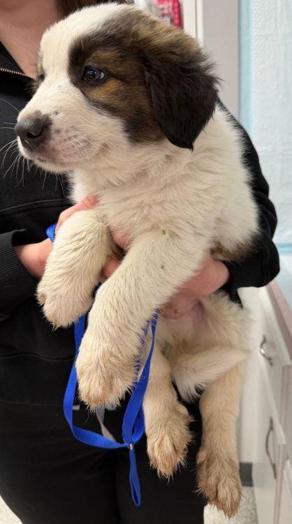 Officer Honeycutt, an adopted mixed breed in Larkspur, CO image 5/5