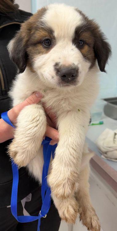 Officer Honeycutt, an adopted mixed breed in Larkspur, CO image 2/5