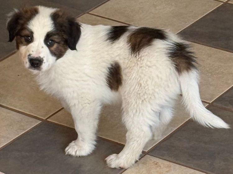 Officer Honeycutt, an adopted mixed breed in Larkspur, CO image 4/5