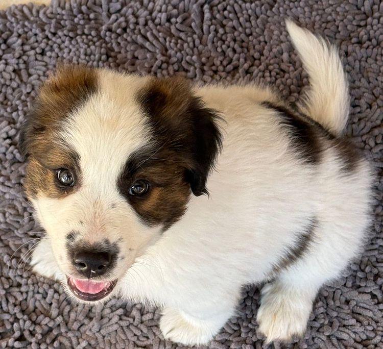 Officer Honeycutt, adopted, Puppy Male Saint Bernard.