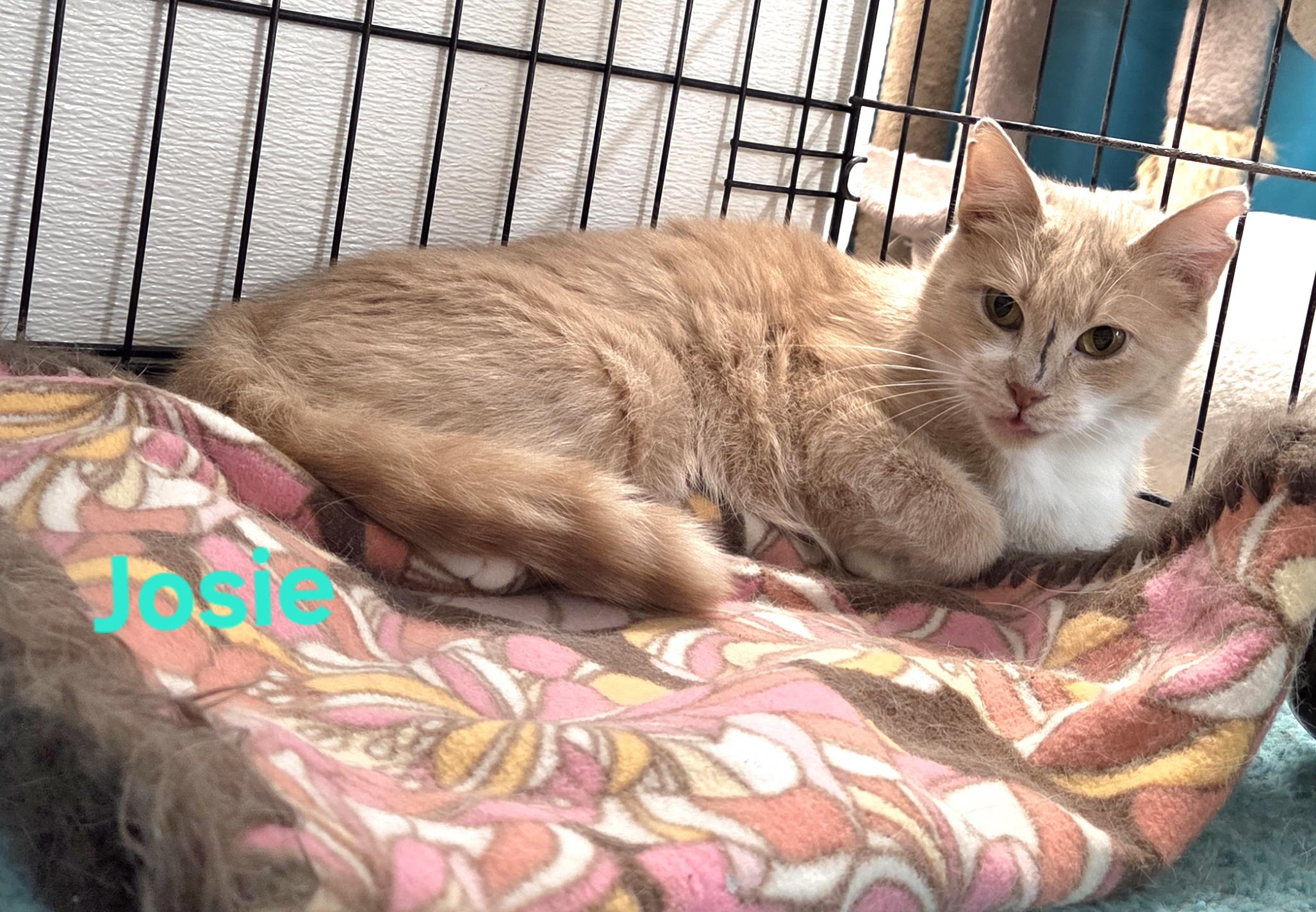 Enlarge Josie, a ADOPTABLE mixed breed in Whitewater, WI image 2/3