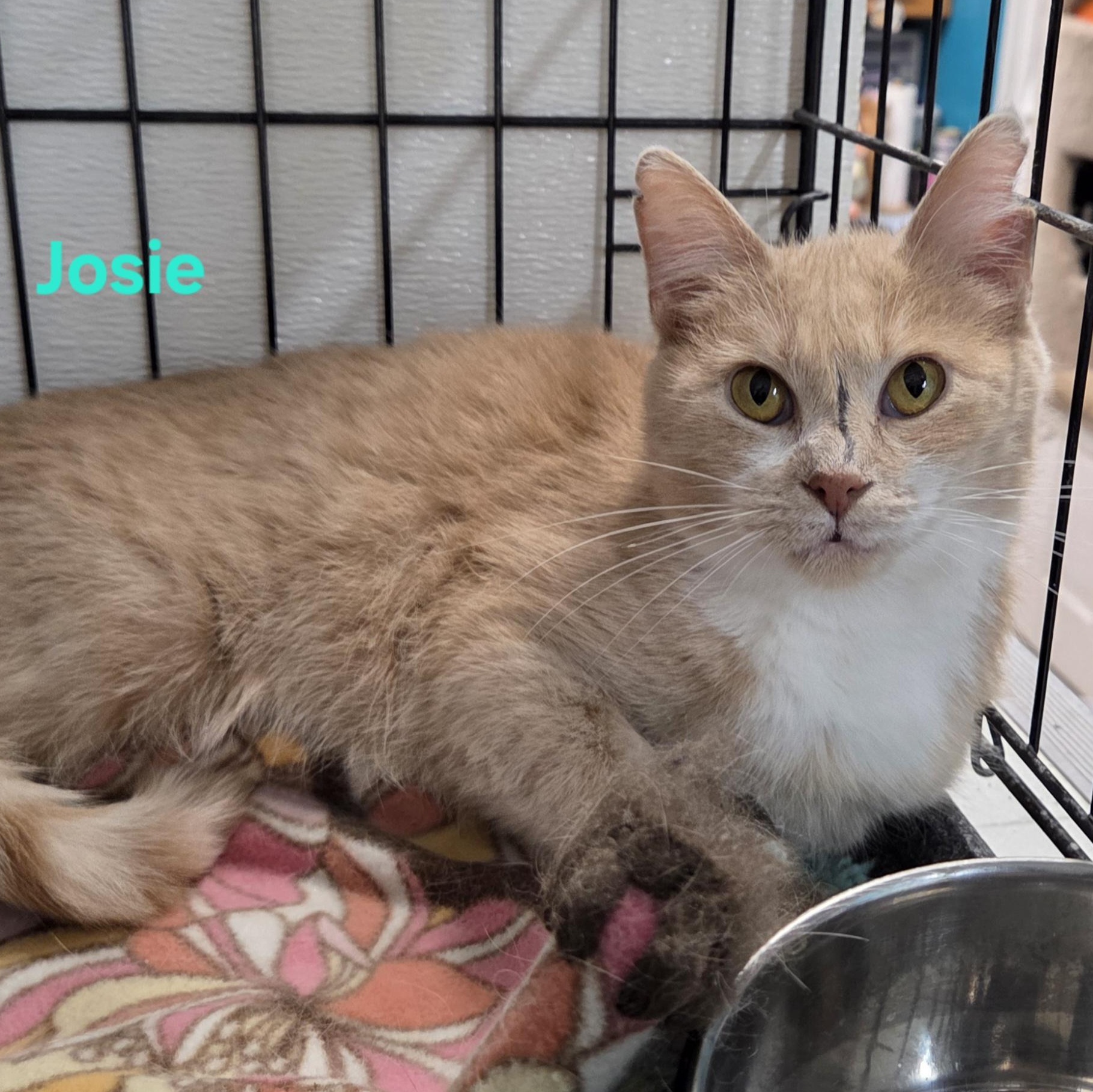 Enlarge Josie, a ADOPTABLE mixed breed in Whitewater, WI image 1/3