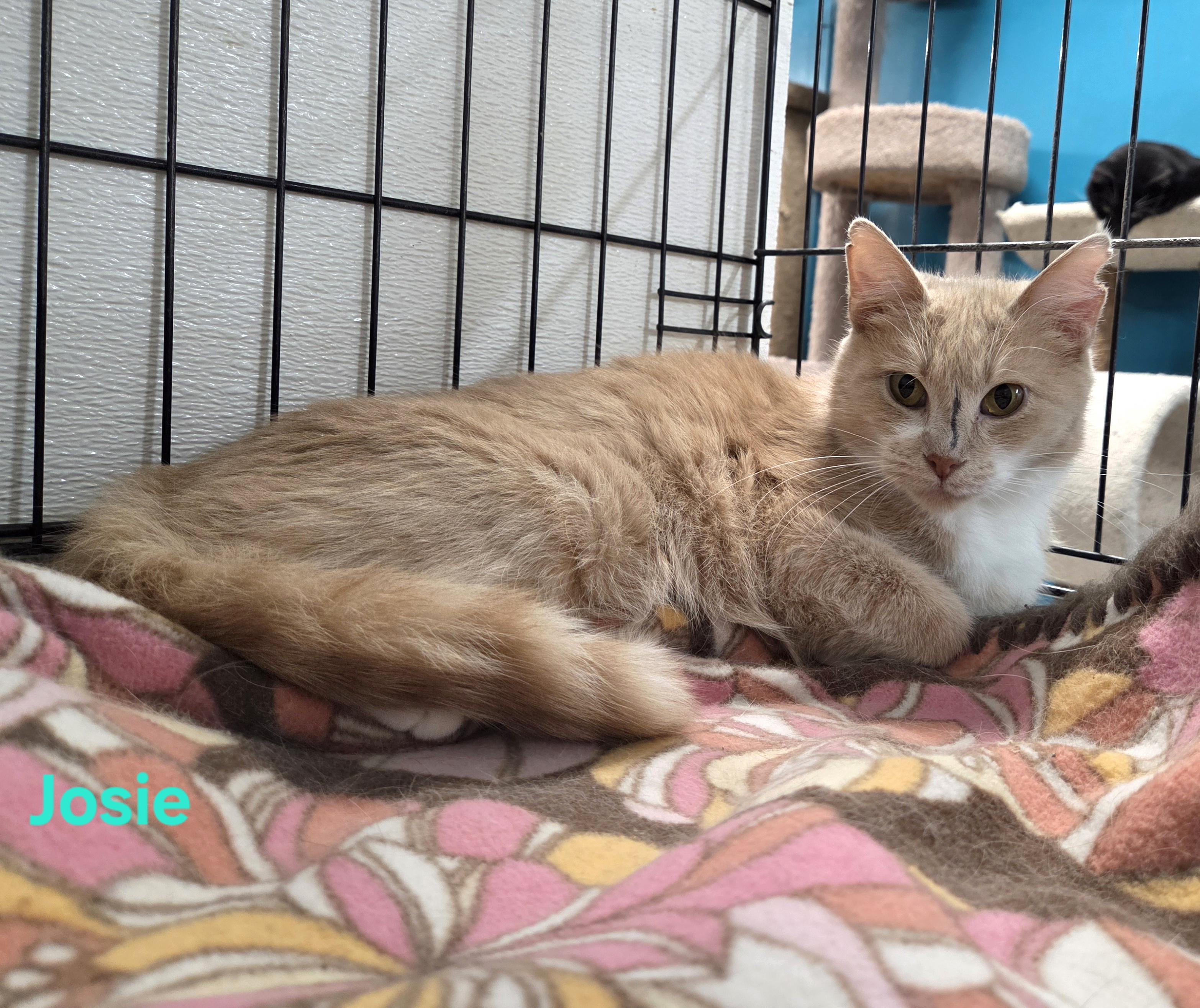 Enlarge Josie, a ADOPTABLE mixed breed in Whitewater, WI image 3/3