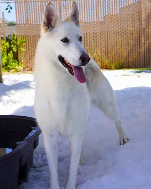 MAZAPAN, Adoptable, Adult Female Siberian Husky & Mixed Breed.