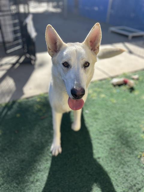 Enlarge MAZAPAN, a Adoptable mixed breed in Chula Vista, CA image 1/1