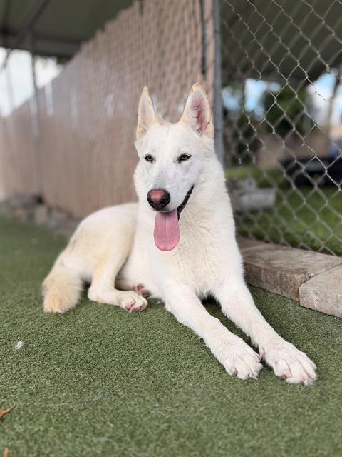 MAZAPAN, Adoptable, Adult Female Siberian Husky & Mixed Breed.