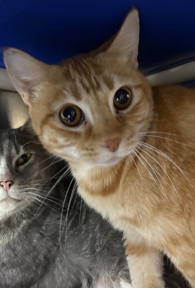 Enlarge Tigger, a Adoptable Domestic Long Hair in Fort Walton Beach, FL image 1/1