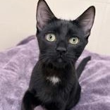 Nyx, Adoptable, Kitten Female Domestic Short Hair.
