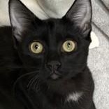 Enlarge Nyx, a Adoptable Domestic Short Hair in Santa Cruz, CA image 2/2