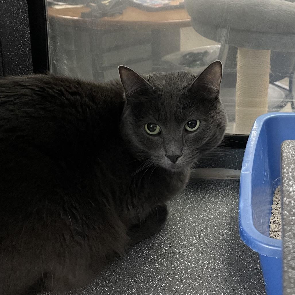 Smokey, Adoptable, Adult Female Domestic Short Hair.