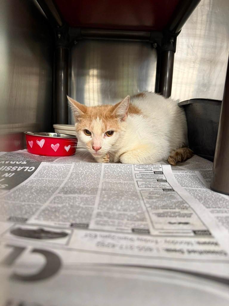 Oliver, Adoptable, Young Male Domestic Short Hair.