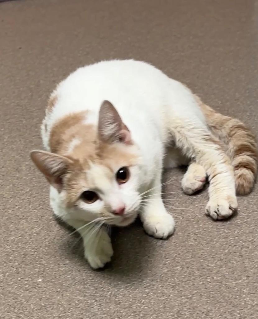 Enlarge Oliver, a Adoptable mixed breed in La Porte, IN image 2/3