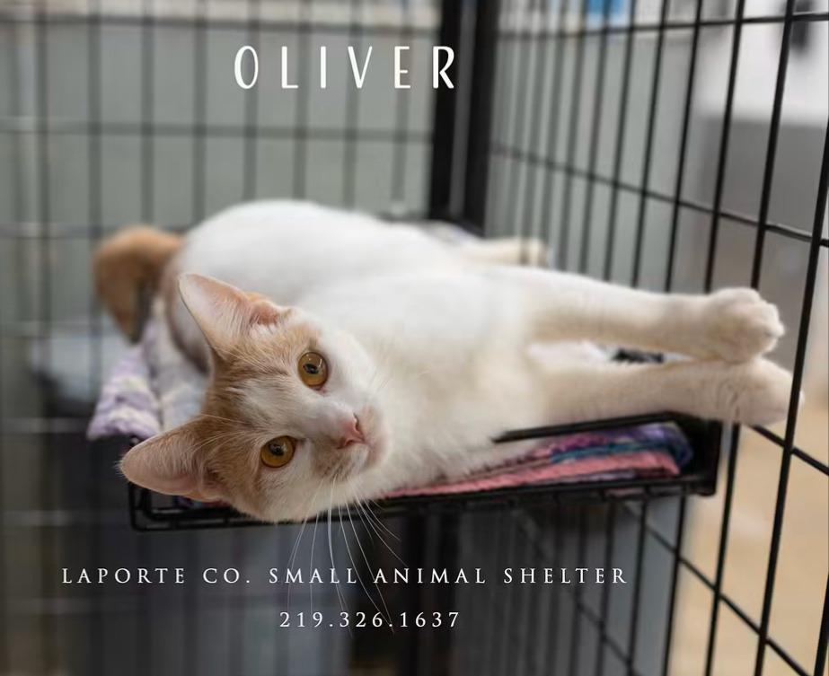 Enlarge Oliver, a Adoptable mixed breed in La Porte, IN image 3/3