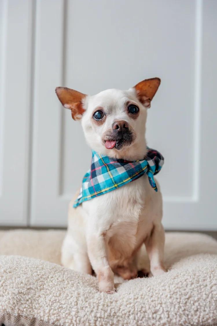 Enlarge CARLOS, a ADOPTABLE Mixed Breed in North York, ON image 2/6