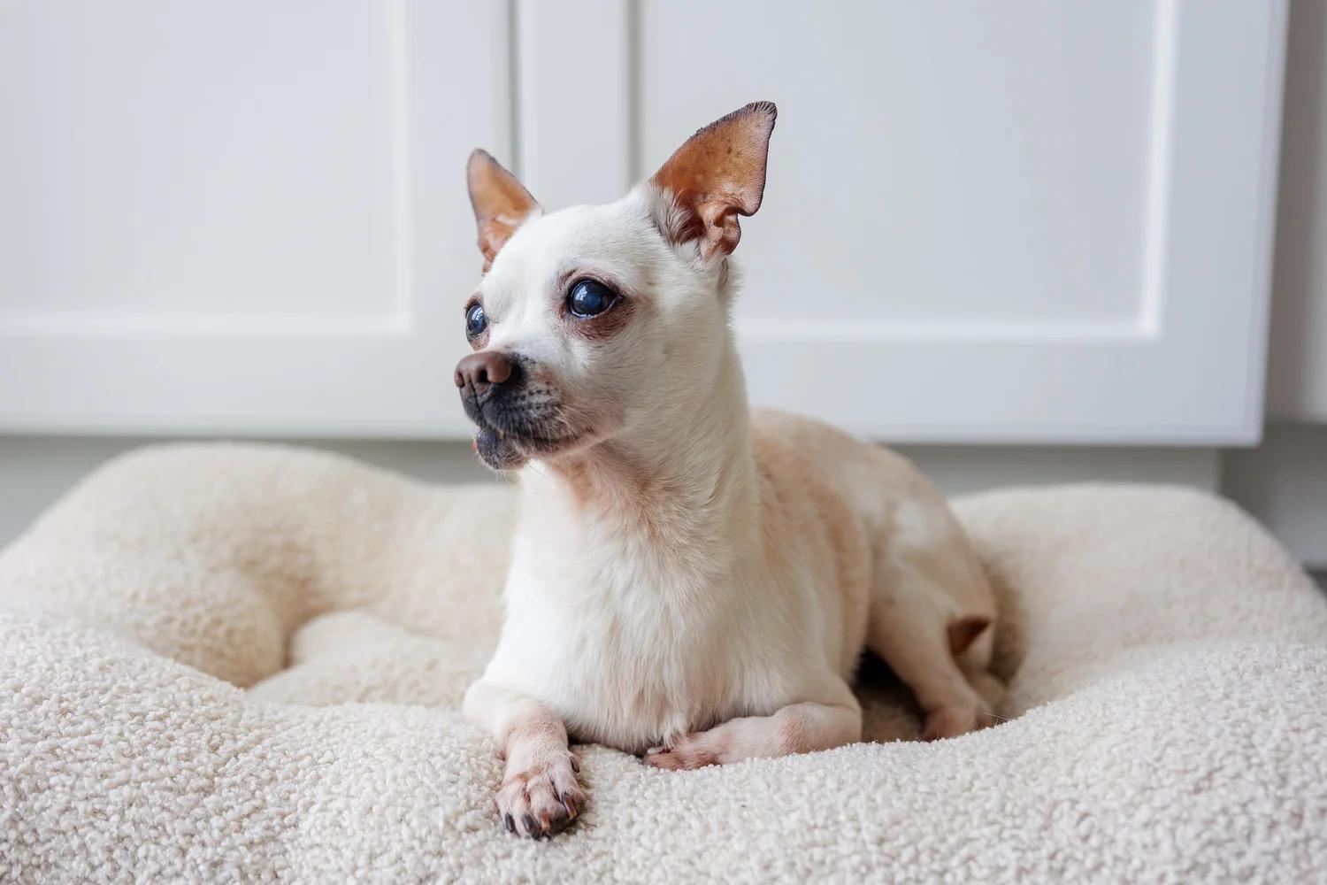 Enlarge CARLOS, a ADOPTABLE Mixed Breed in North York, ON image 5/6