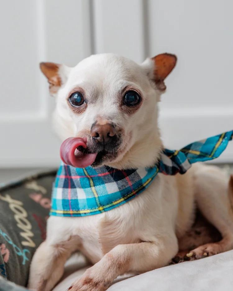 Enlarge CARLOS, a ADOPTABLE Mixed Breed in North York, ON image 4/6