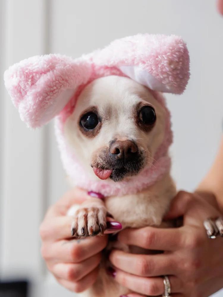 Enlarge CARLOS, a ADOPTABLE Mixed Breed in North York, ON image 6/6