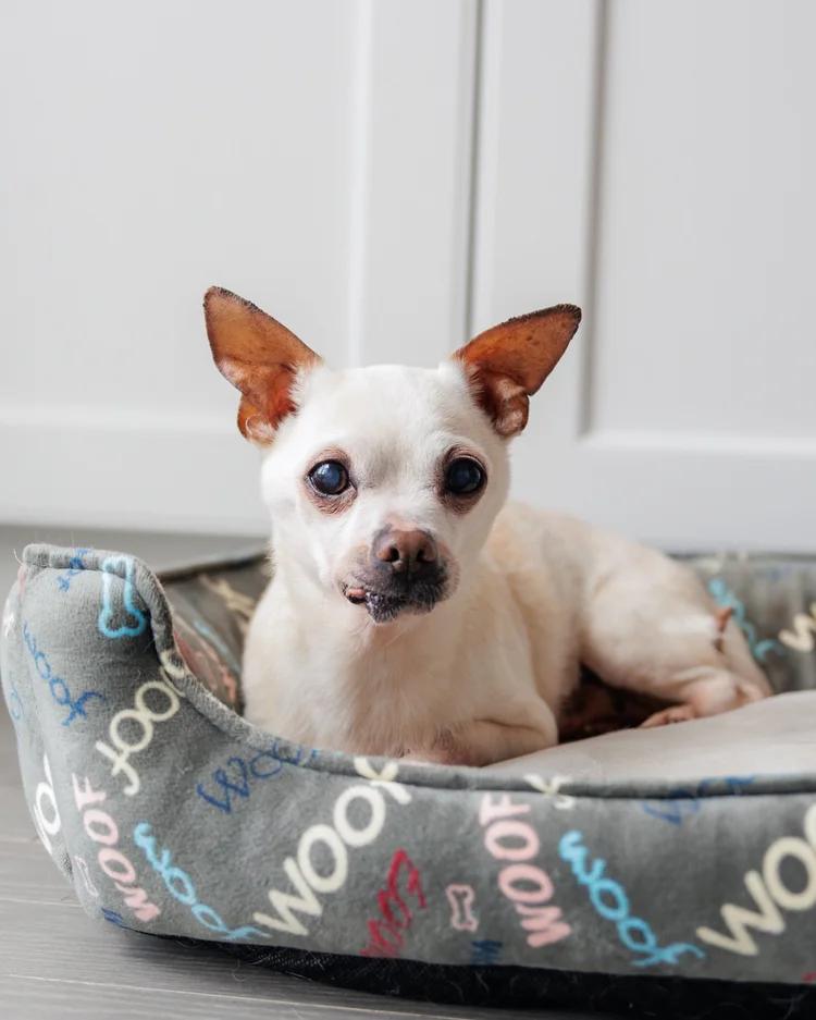 CARLOS, ADOPTABLE, Senior Male Mixed Breed.