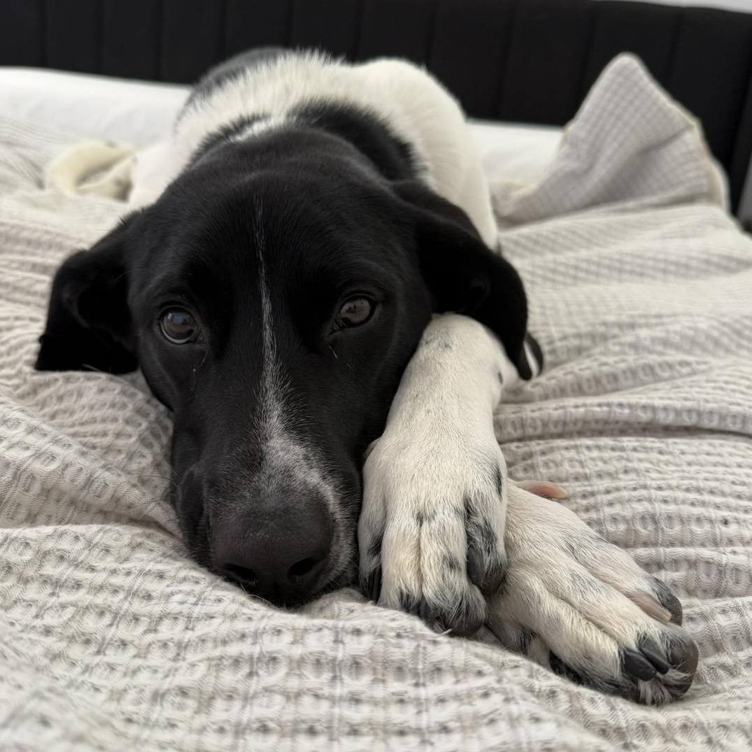 Wesson — thumbnail 2