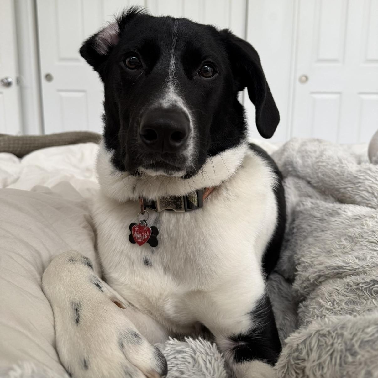 Wesson — thumbnail 4