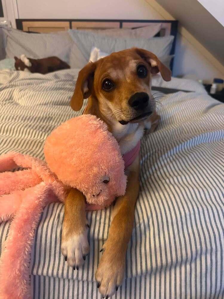 Enlarge Bella (AL), a Adoptable Beagle in New York, NY image 1/3